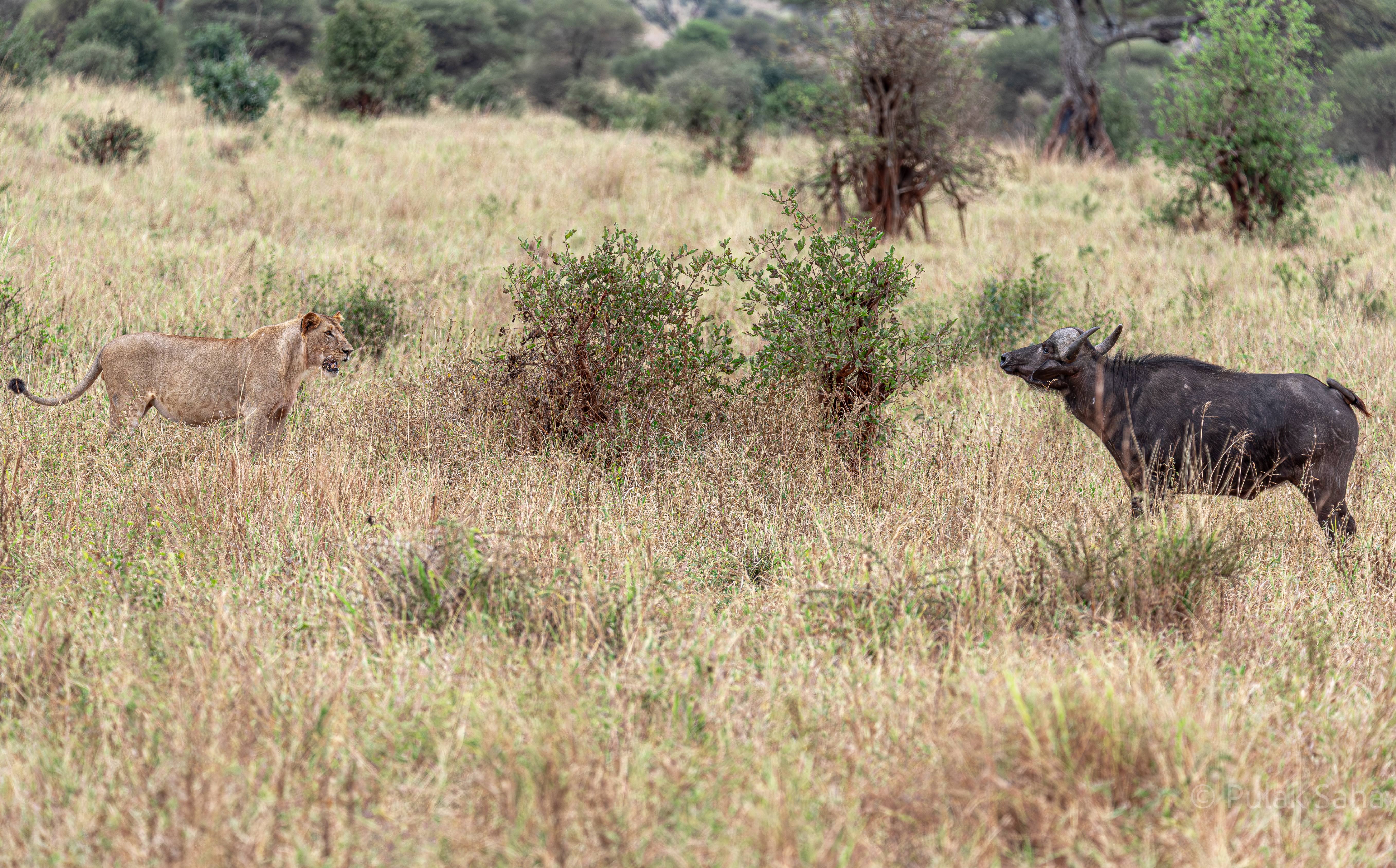 Face off between buffalo and lioness 